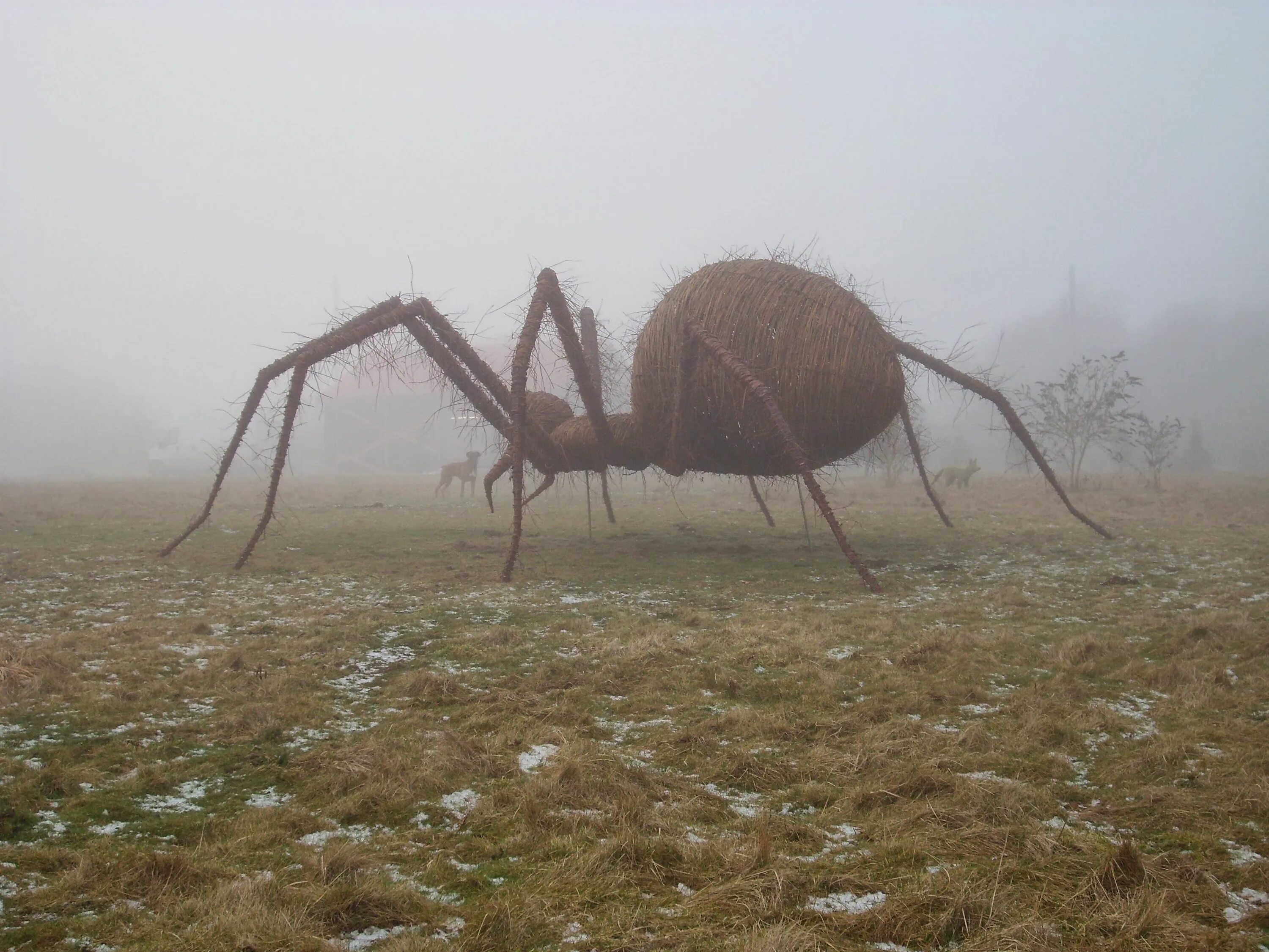 Про огромных пауков. Большие пауки. Гигантский паук. Самый большой паук. Древние гигантские пауки.