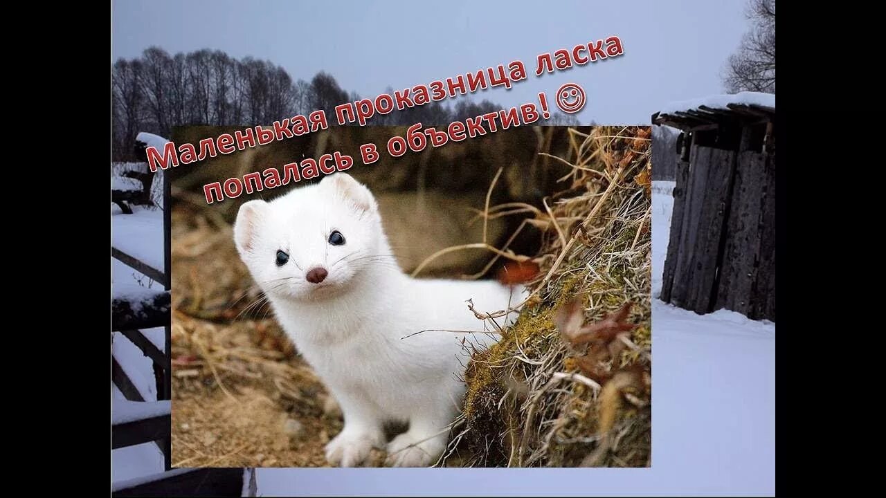 Горностай (mustela erminea). Ласка куница горностай хорек. Ласка (mustela nivalis). Пришла ласка. Ласка (mustela nivalis).