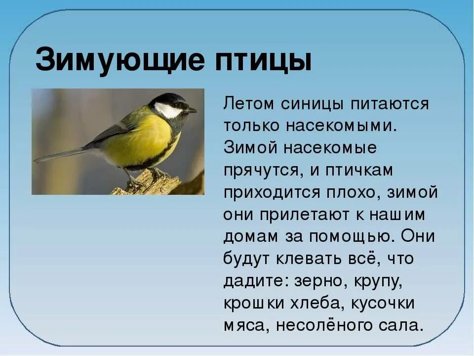 Описание синицы. Сообщение о синице. Доклад про синицу. Синица описание птицы.