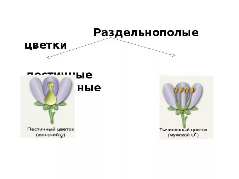 Примеры растений кукурузы