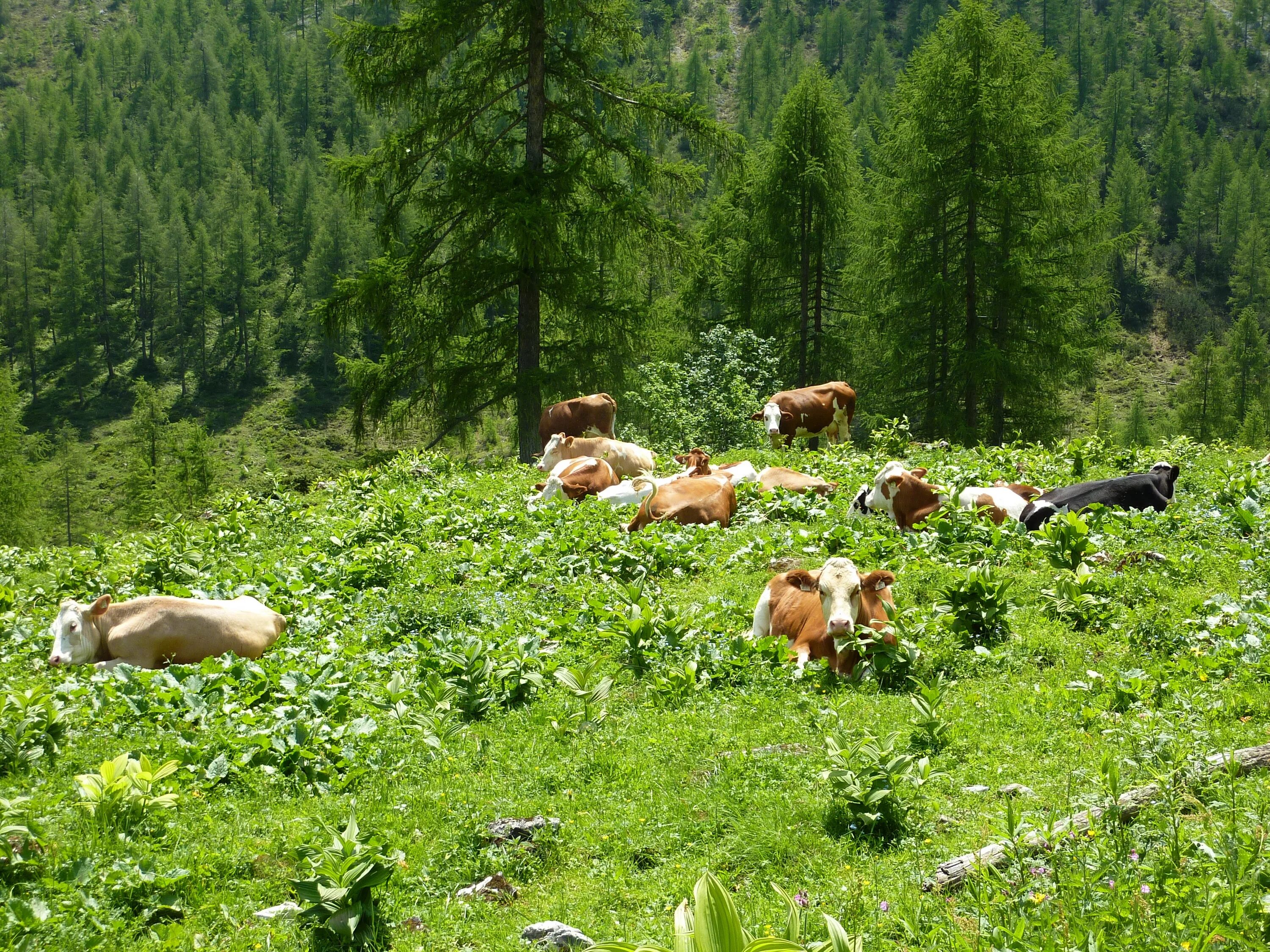 Выпас скота Альпийские Луга. Альпийские Уральские Луга пастбища. Животноводство муссонных смешанных лесов в России. Пастбище в лесу. Растительные ресурсы тайги