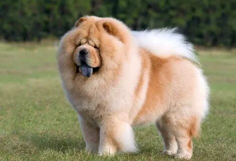 Собака с фиолетовым языком порода смотрите на нашем сайте галерею с красивы...