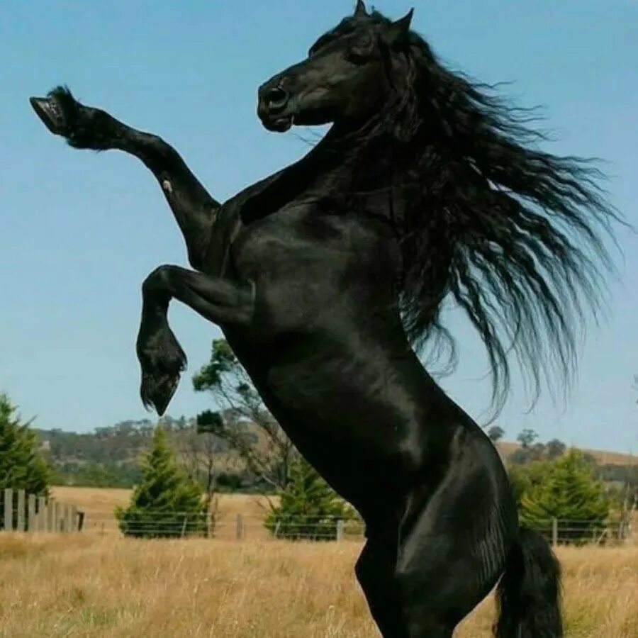 Красавец жеребец. Лошадь на дыбах. Лошадь черная хорошее качество. Красавцы скакуны. Карабахский конь скакун.