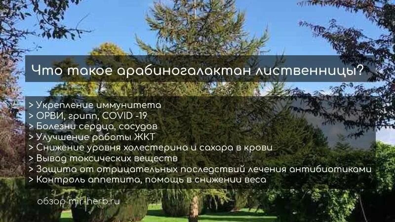 Арабиногалактан лиственницы. Арабиногалактан Сибирская лиственница. Лиственница польза для здоровья. Арабиногалактан формула.