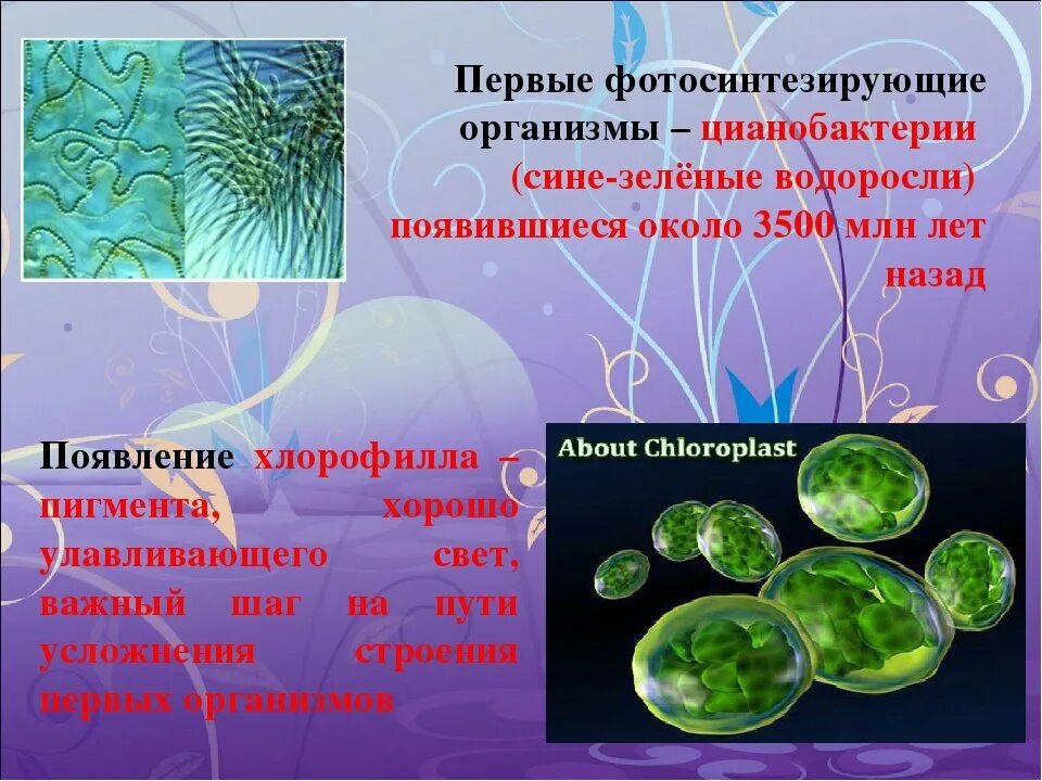 Появление одноклеточных фотосинтезирующих организмов