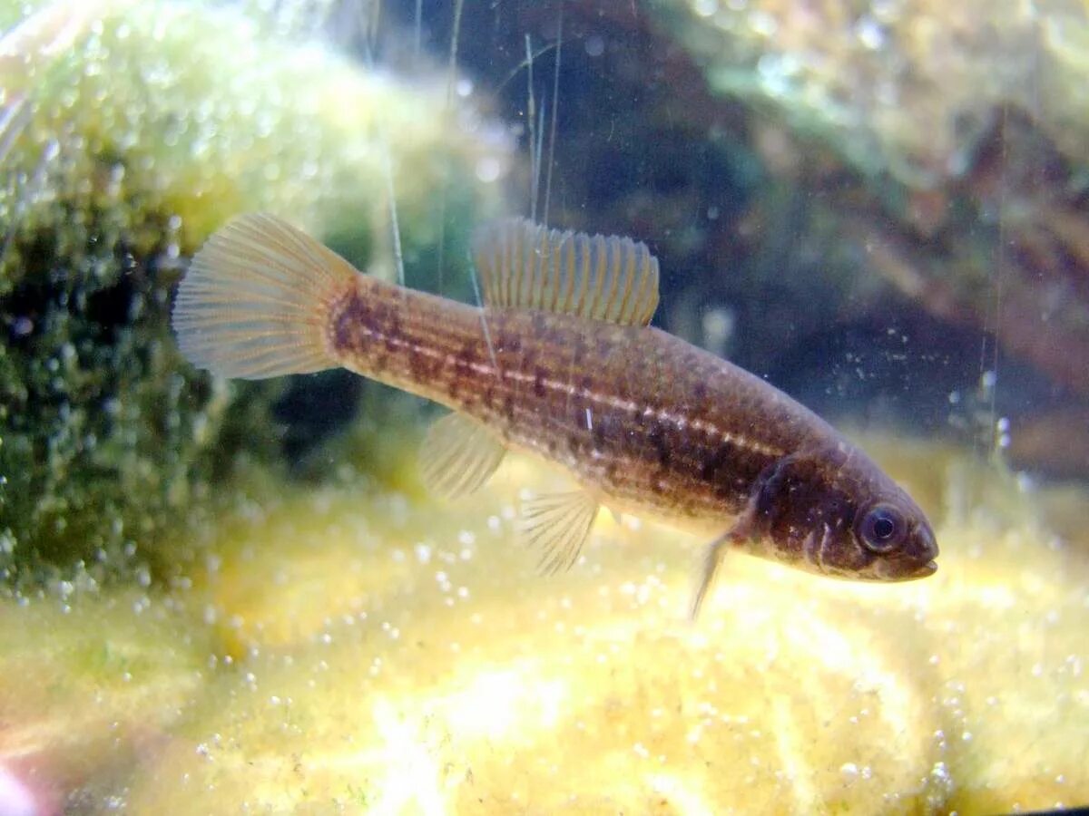 Европейская евдошка. Рыба евдошка 5 букв. Когда евдошка. Рыба европейская евдошка. Рыба евдошка фото.