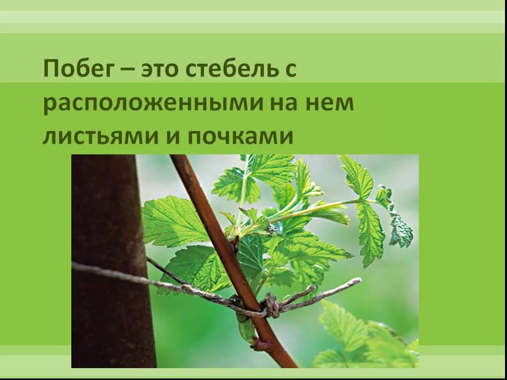 Что такое побег листьев. Стебель с расположенными на нём листьями и почками. побег стебель почки. побег это с расположенными на нем листьями и почками. стебель с листьями и почками это.