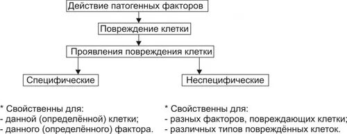 Специфические и неспецифические проявления повреждения. Специфические и неспецифические проявления повреждения клетки. Специфические проявления повреждения клетки. Специфические механизмы повреждения клетки.