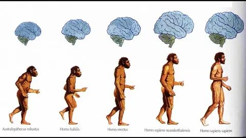 Сергей Савельев. Эволюция мозга - YouTube