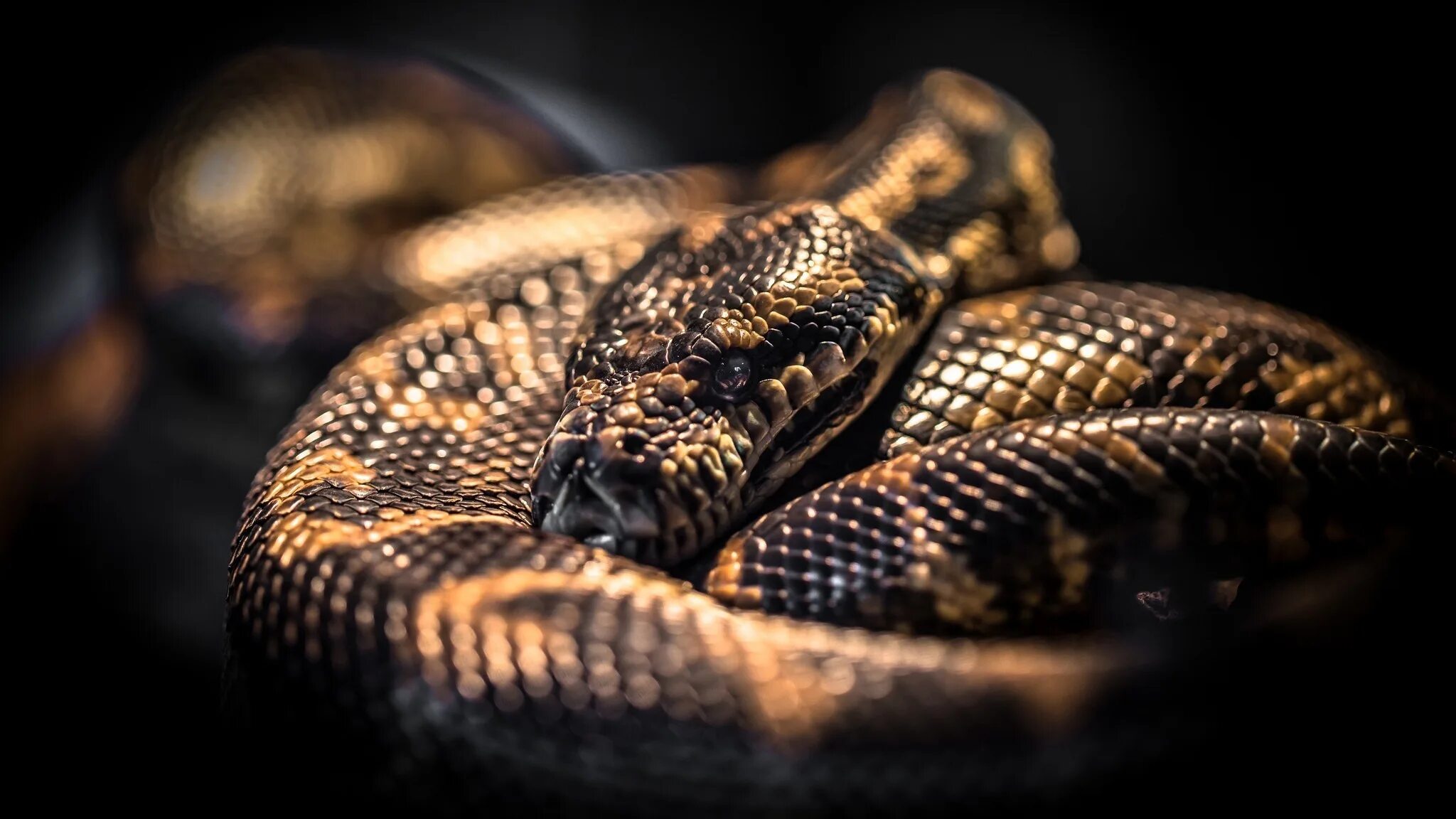 Large python
