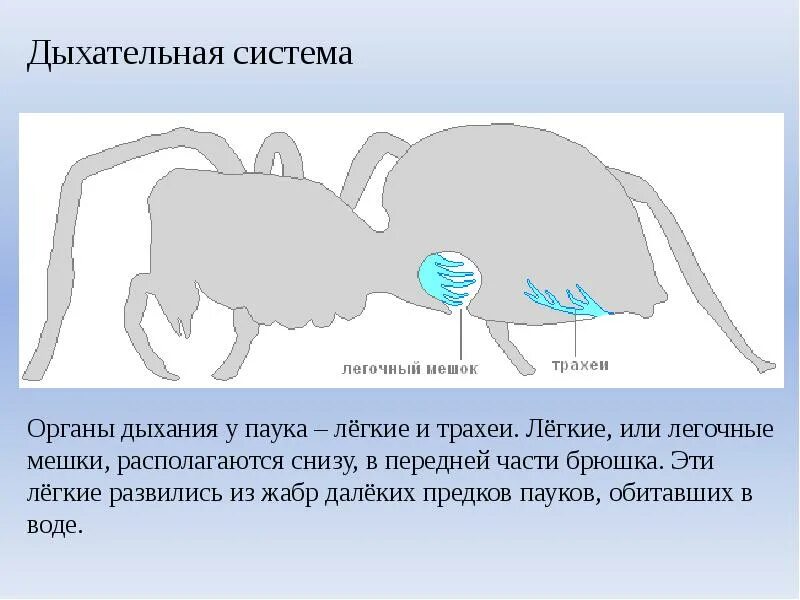 Легочные мешки у паукообразных. Дыхательная система паука крестовика. дыхательная система паукообразных 7 класс. органы дыхательной системы у паукообразных. функции дыхательной системы паукообразных.