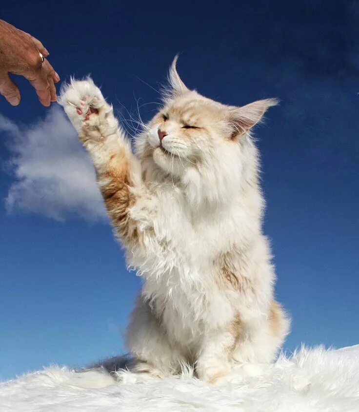 Кот гигант. Мейн-кун. кот мейн кун лотус. кот гигант мейн кун.