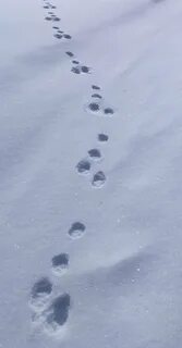 След зайца на снегу 5 букв