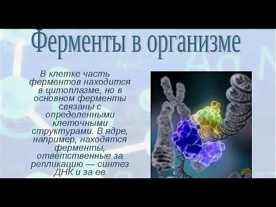 Ферменты в организме человека. Локализация ферментов в организме. Распределение ферментов в организме человека. Местонахождение ферментов в организме. Основные ферменты организма