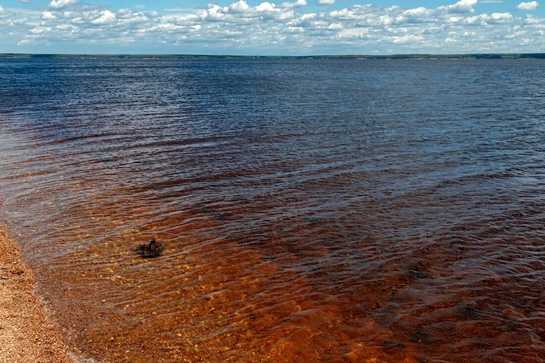 Горьковское море цветет. Горьковское водохранилище заволжье. Горьковское море цветет. Горьковское водохранилище мыс. Вода горьковское море.