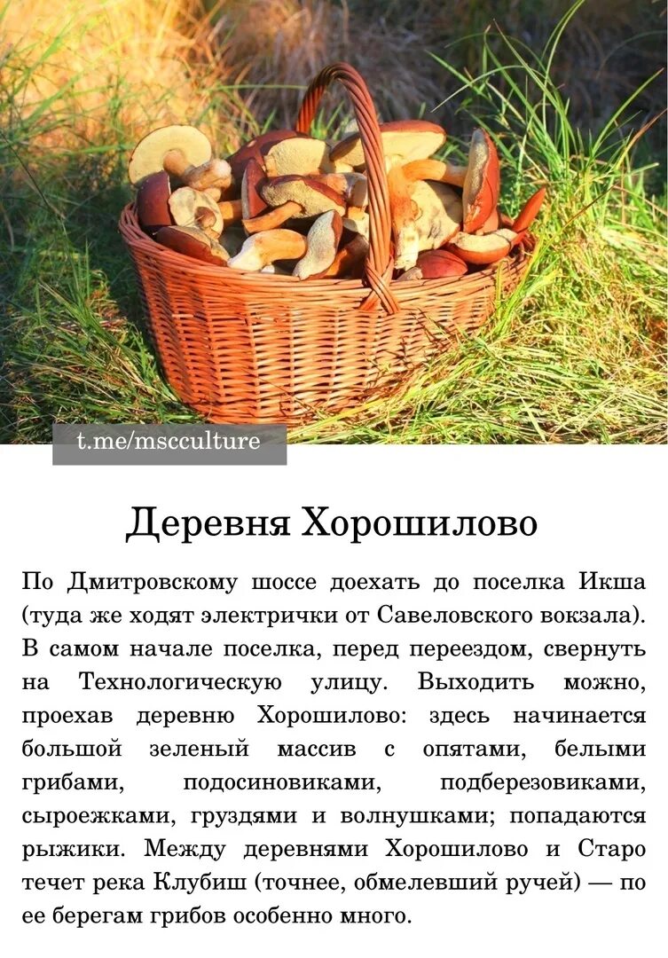 Что за гриб. Московские грибники. Грибные места в кислухе ак. Грибная корзина. Грибные места в подмосковье.