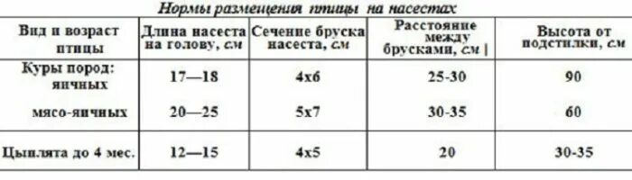 Сколько квадратных метров на несушек