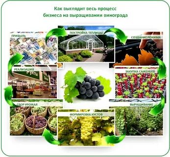 Бизнес план теплицы