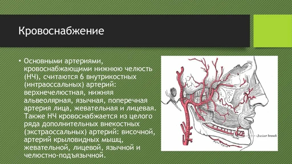 Иннервация нижней челюсти анатомия. Кровоснабжение челюсти Вена. Кровоснабжение верхней и нижней челюсти. Кровоснабжение моляров нижней челюсти.