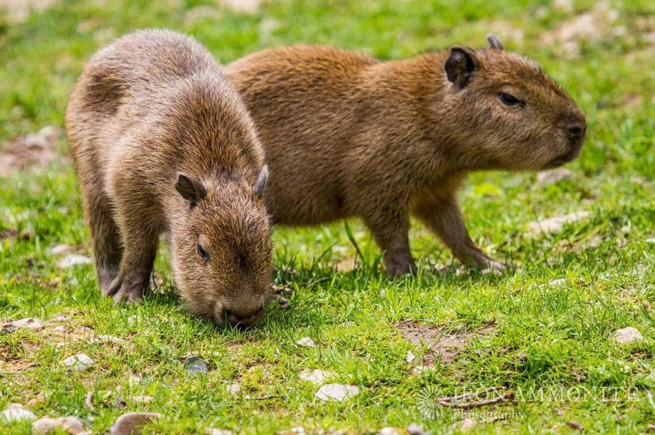 My pets capybaras. Капибара. Хлебная капибара. Великая капибара. Капибара Даррелл.