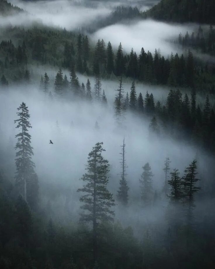 Туман без дождя. Лес в тумане. Природа туман. Дождь в лесу. Пасмурный лес.