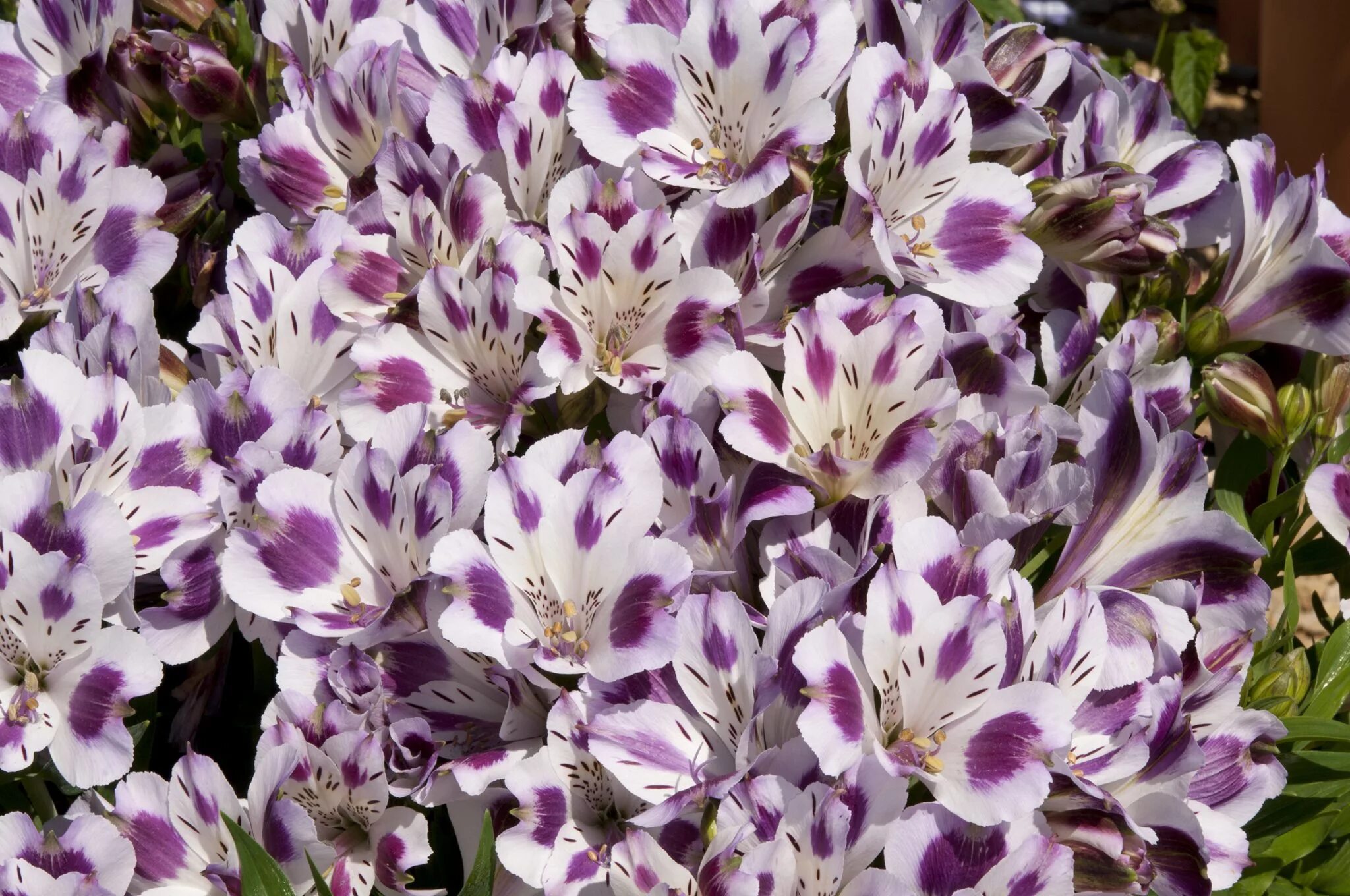 альстромерия гарда вистлер. альстромерия селект фифи. луковицы альстромерии. альстромерия строберри сноу. альстромерия клубни фото.