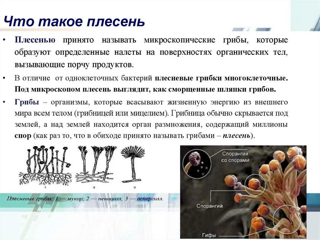 Плесневелый гриб и бактерия. Отличия строения плесневых грибов. Мицелиальные плесневые грибы. Плесневелые грибы 5 класс биология. Откуда плесень