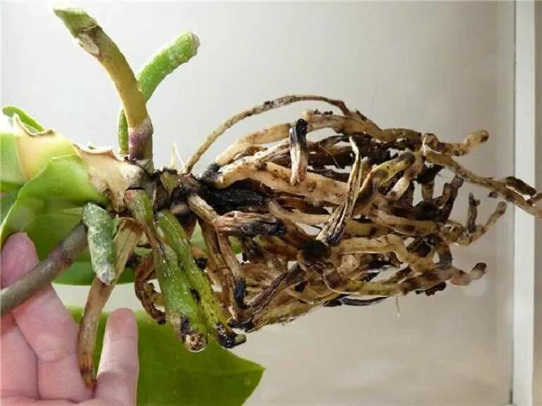 Орхидея фаленопсис гнилые корни. Обстригаем корни орхидеи. Гнилые корни у орхидеи. Пересушенные корни орхидеи.