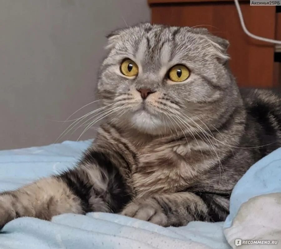 Скоттиш-фолд Шотландская. Шотландская вислоухая кошка скоттиш характер. Шотландский скоттиш фолд вислоухий характер. Фолд вислоухий шотландский характер