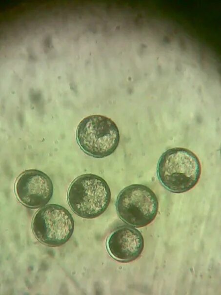 Трансплантация эмбрионов сельскохозяйственных животных. Трансплантация эмбрионов крс. Эмбрион крс. Вымывание эмбрионов у коров. Эмбрионы крупного рогатого скота.