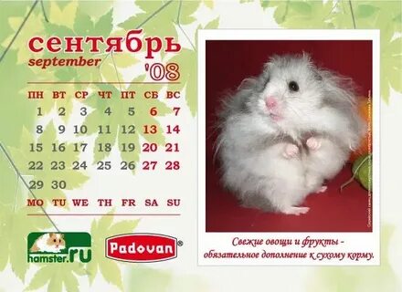 Курс хомяка в рублях сейчас