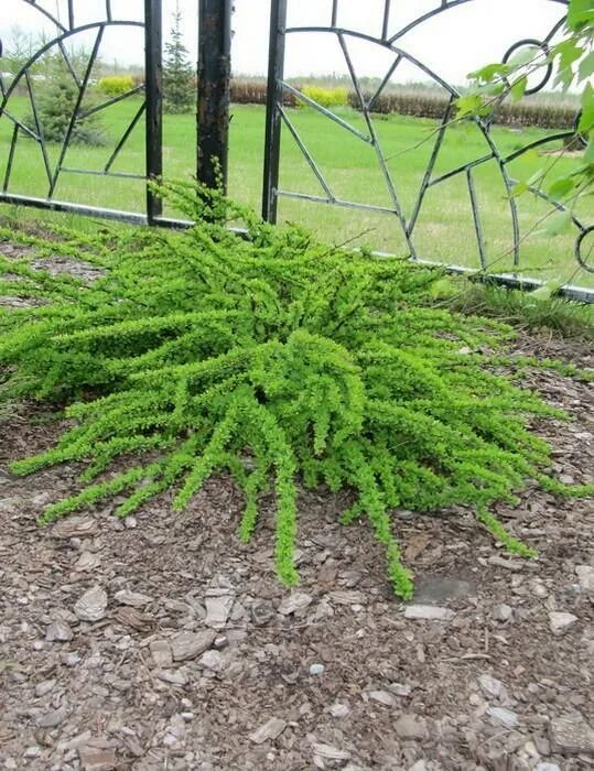 Барбарис Тунберга Грин Карпет купить саженцы в питомнике FixGarden
