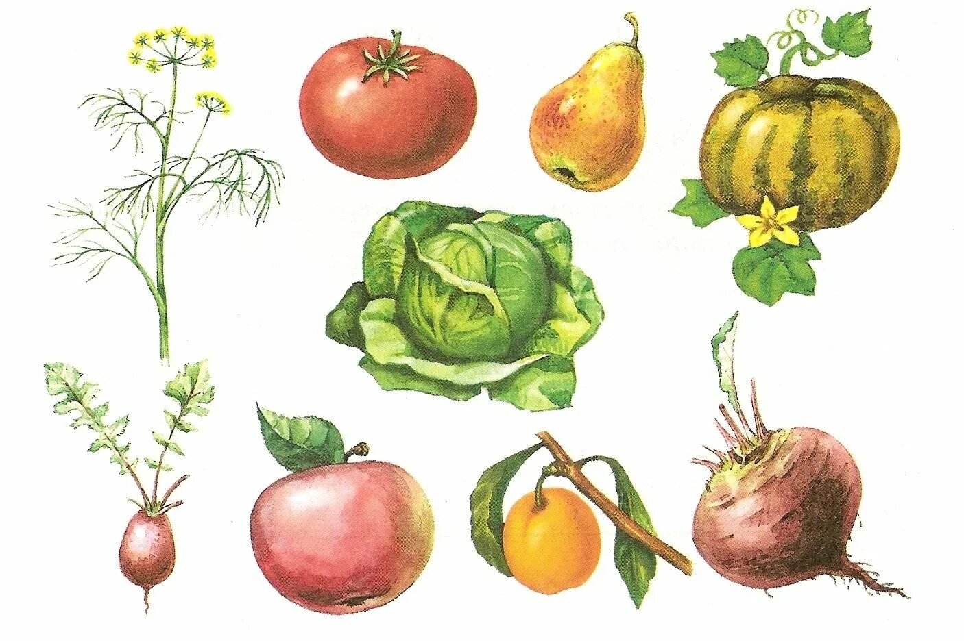 Примеры сортов любых культурных растений. Сорта культурных растений сорта культурных растений. Культурные растения картинки. Пищевые культурные растения. Культурное растение рисунок.