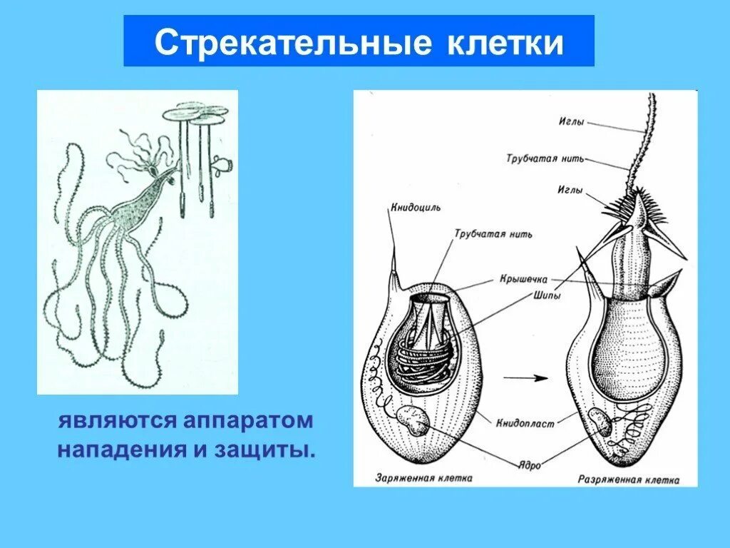 Стрекательная клетка состоит из. Схема строения стрекательной клетки. Строение стрекательной нити. Стрекательные клетки строение клетки. СТРЕКАТЕЛЬНЫЙ аппарат кишечнополсотных.