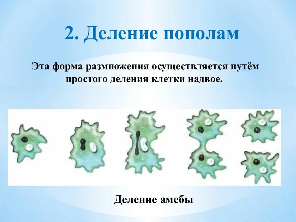 Простое деление особенности размножения. Размножение делением надвое. деление клетки надвое. размножение простое деление. деление амебы.