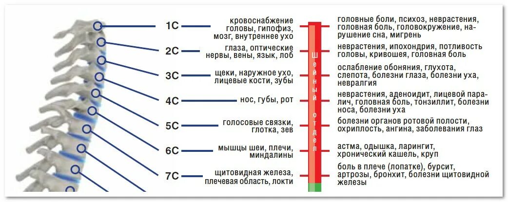 При остеохондрозе поднимается температура