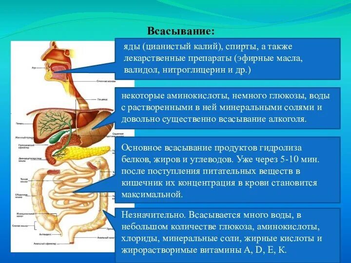 Какую функцию выполняет всасывание. Схема всасывания питательных веществ. всасывание в пищеварительной системе. процессы пищеварения и отделы пищеварительного тракта. отдел всасывания продуктов расщепления питательных веществ.