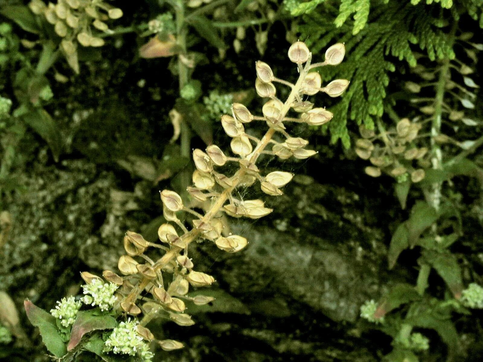 Клоповник густоцветковый. Клоповник растение. Клоповник безлепестный – Lepidium densiflorum Schrad.. Инвазионные виды растений. 5 новых видов растений