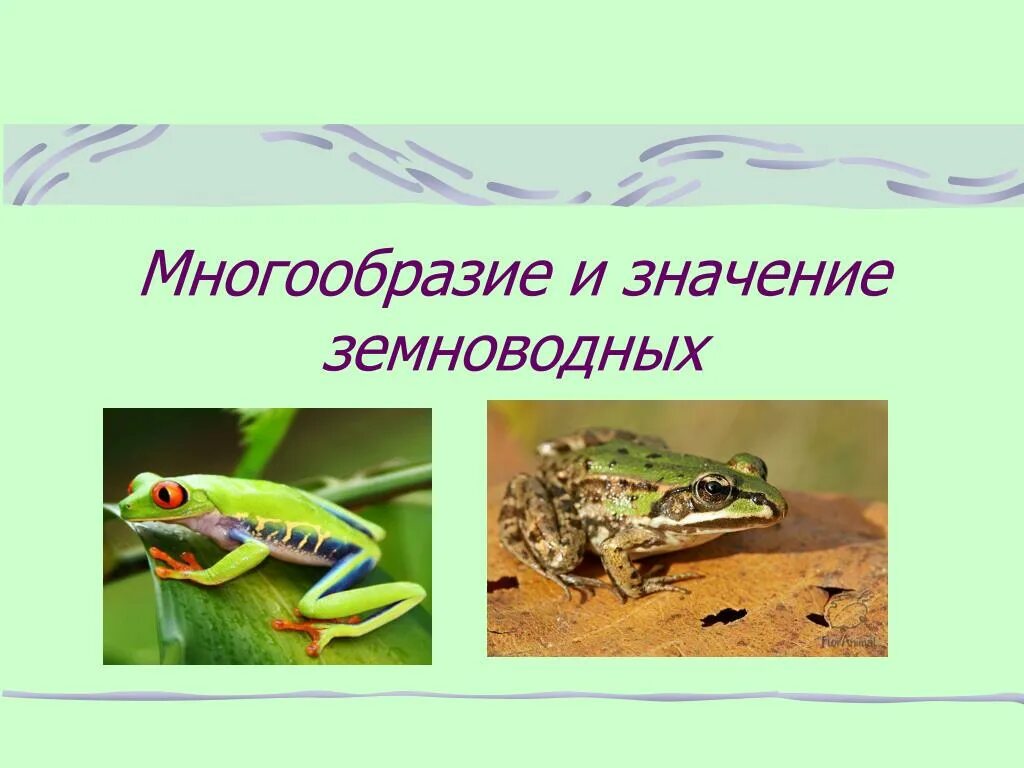 Класс земноводные многообразие. Роль земноводных в природе. Земноводных в природе и жизни человека. Роль амфибий в природе. Многообразие амфибий.