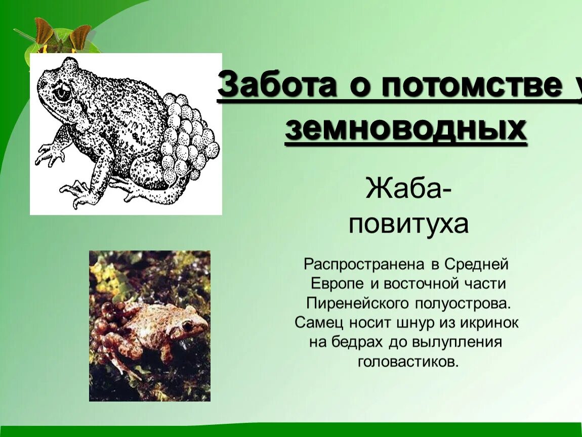 Годовой жизненный цикл земноводных