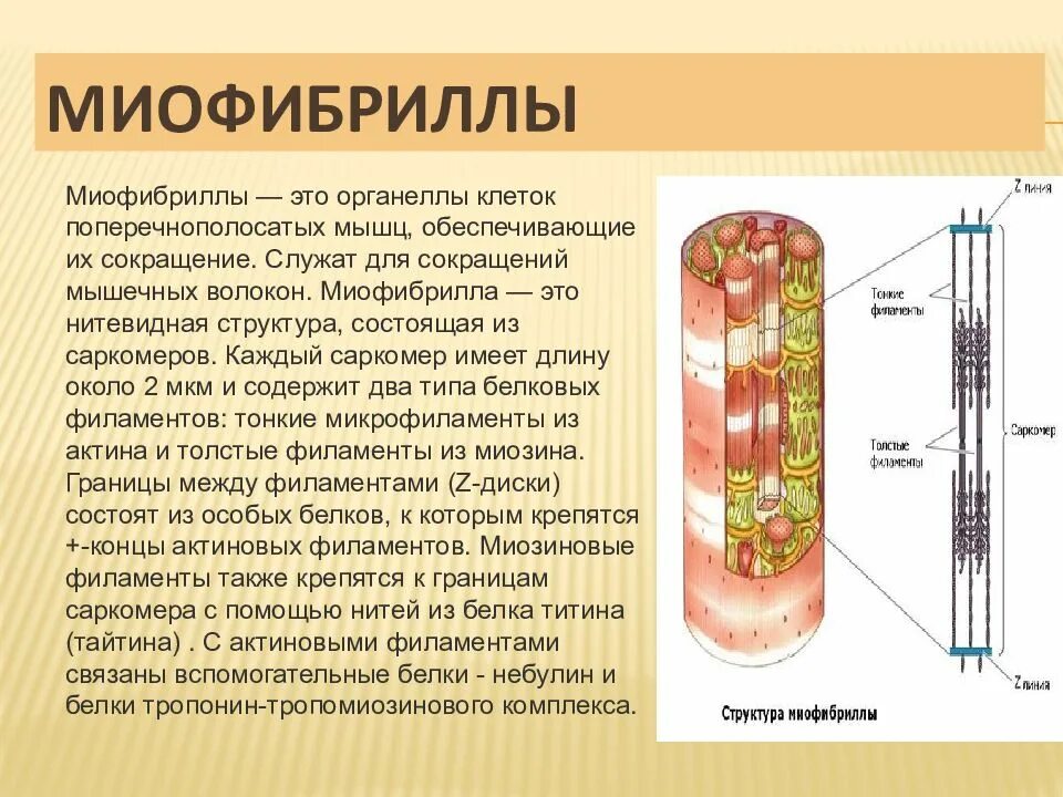 Миофибриллы состоят из. Миофибриллы — волокна клеток поперечнополосатых мышц. Строение миофибриллы. Органеллы миофибриллы. Клетки состоят из миофибрилл.