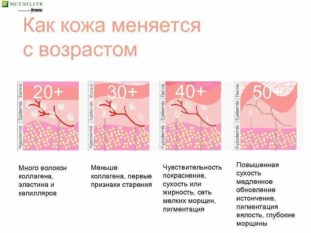 Коллаген в каких костях. Выработка коллагена и эластина. Снижение выработки коллагена и эластина. Коллаген в органах. Коллаген в организме человека вырабатывается.