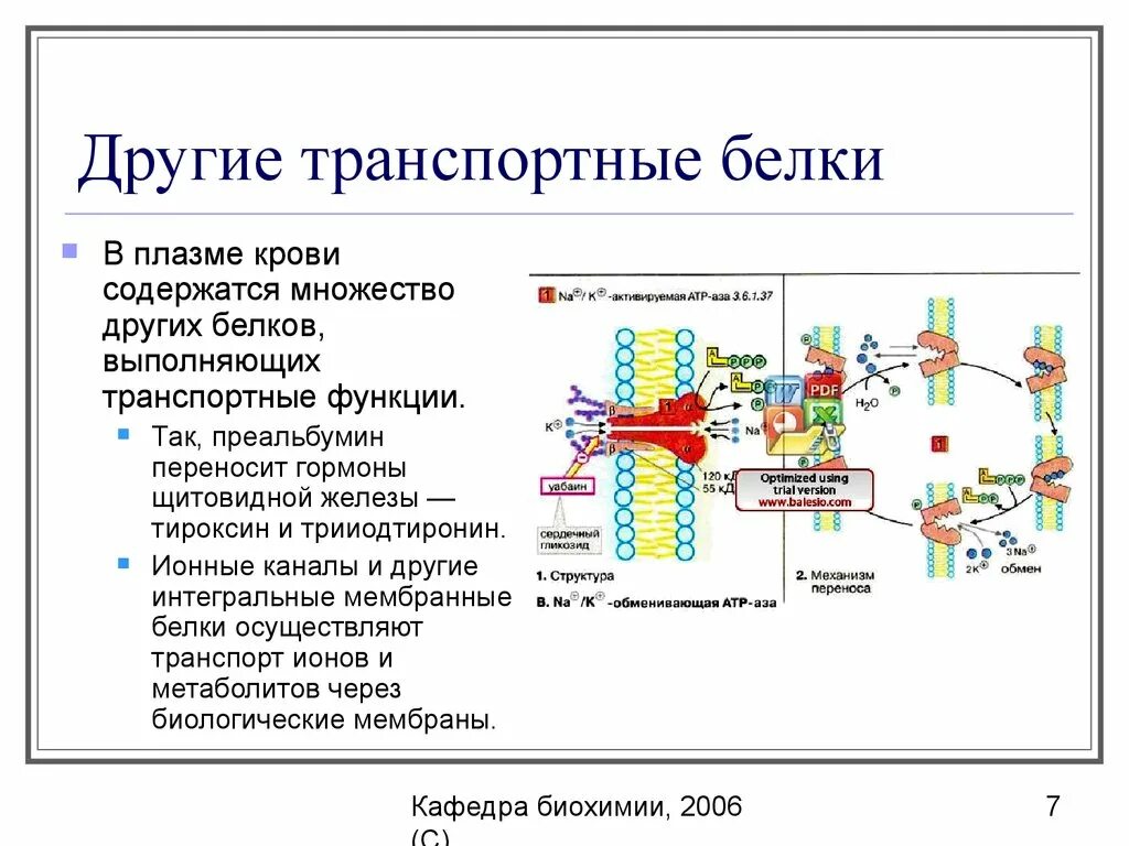 Какие функции выполняют белки мембран. Функции белков плазмы. Защитные белки крови биохимия. Транспортный белок мембраны. Белки крови транспортная функция.