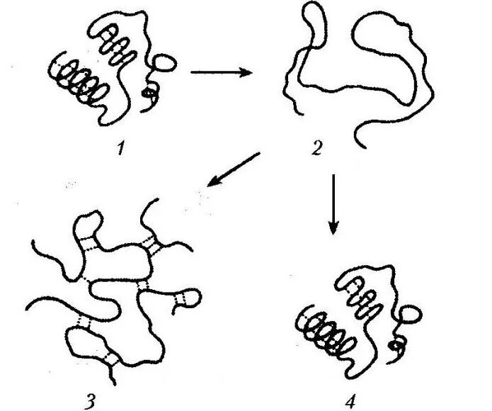 Процессы денатурации белков. Денатурация первичной структуры белка. Структура белка денатурация. Процесс денатурации белка схема. Схема денатурации белковой молекулы.