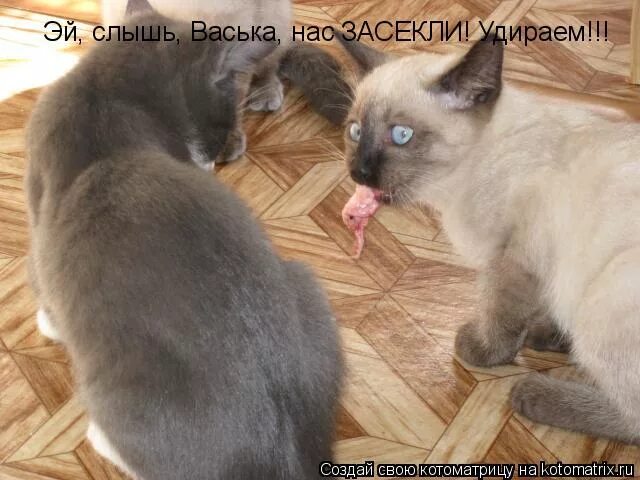 рыжий котик мем. эй слышь. эй ара слышь. я сейчас приду. слышь сюда иди.