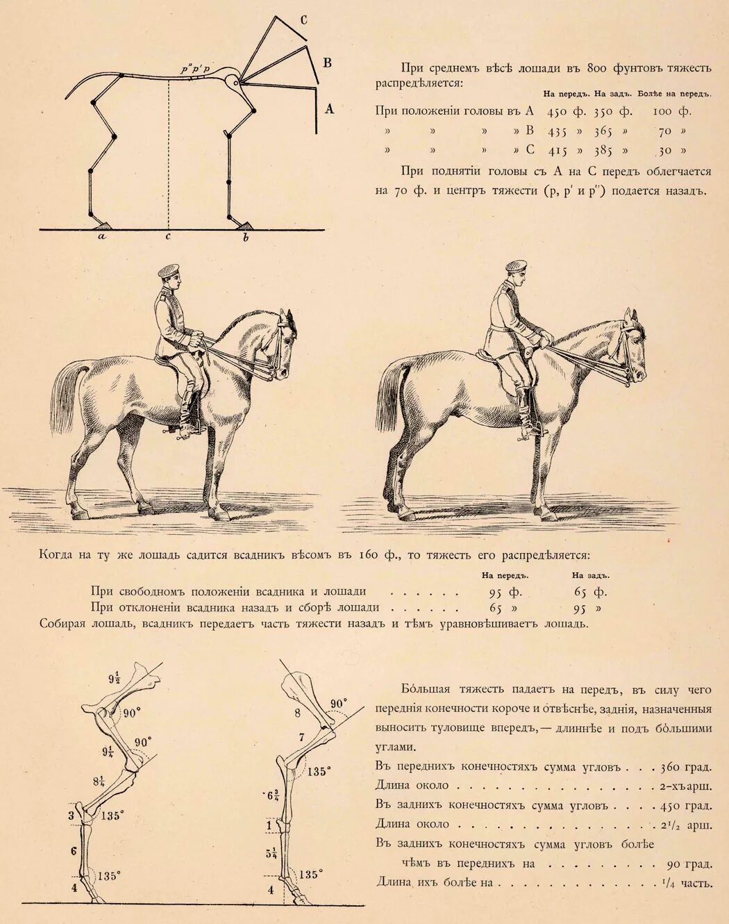 Какую работу совершает лошадь при перевозке. Иппологический атлас для наглядного изучения верховой лошади. Положение головы лошади. Схема управления лошадью. Правильное положение головы лошади при сборе.