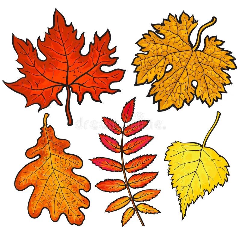 Листья дуба клена рябины. Осенние листочки. Листья клена и осины осенью. Кленовые дубовые листочки. Листья клена и дуба.