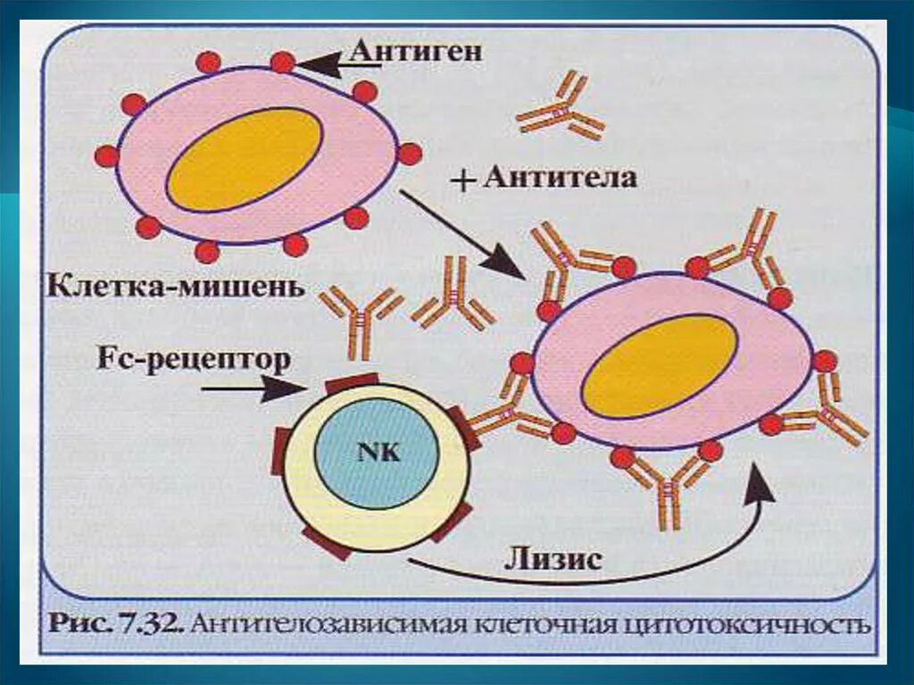 Выработка антигенов. Механизм образования антител схема. Механизм реакции антиген антитело. Реакция антиген антитело схема. Схема взаимодействия антиген-антитело.