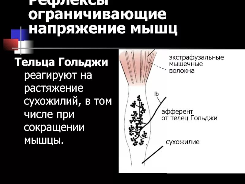 Ему либо мышечных напряжений