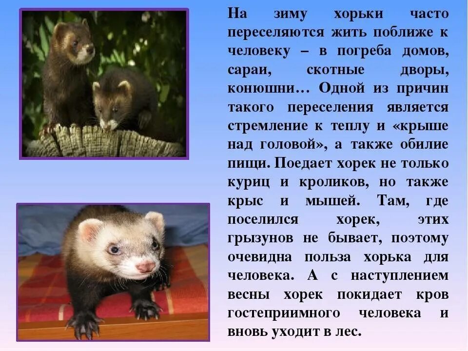 Что означает слово хорек с латинского языка. Слово хорь. Хорек. Описание амурский степной хорь красная книга-. Загадка про хорька для детей.